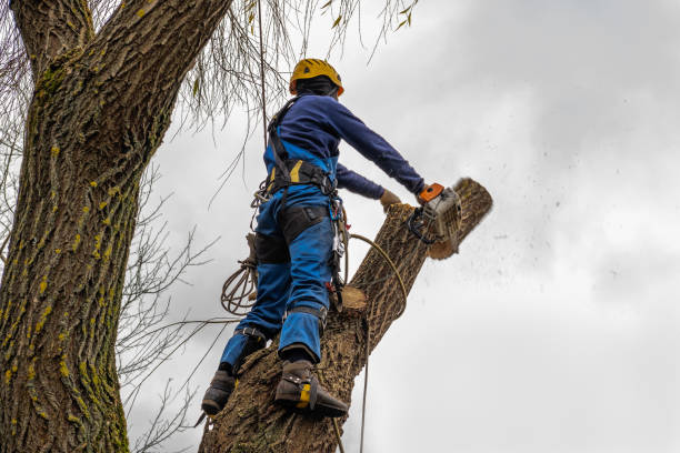 Best Weed Control  in Prineville, OR